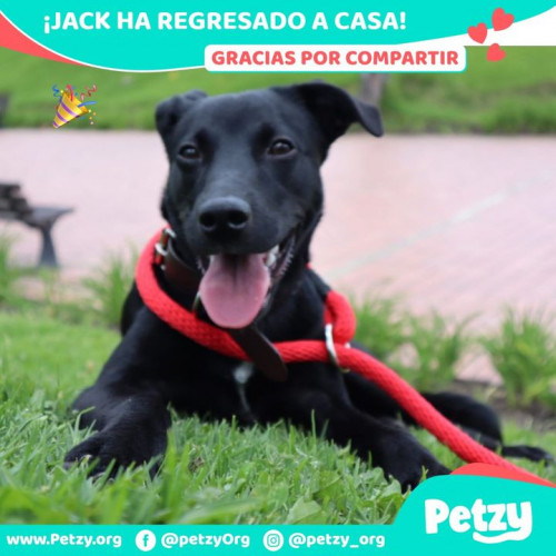 Foto de mascota Jack