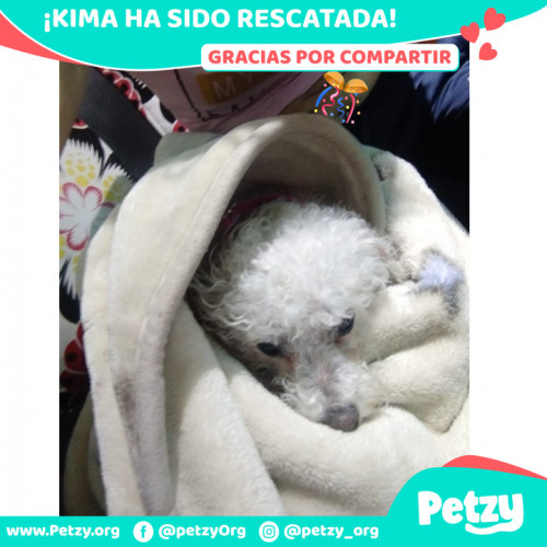 Foto de mascota Kima