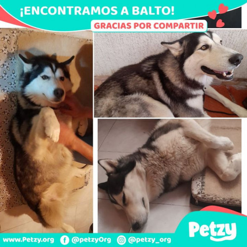 Foto de mascota Balto