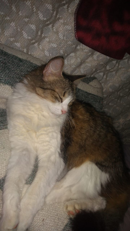 Pimienta