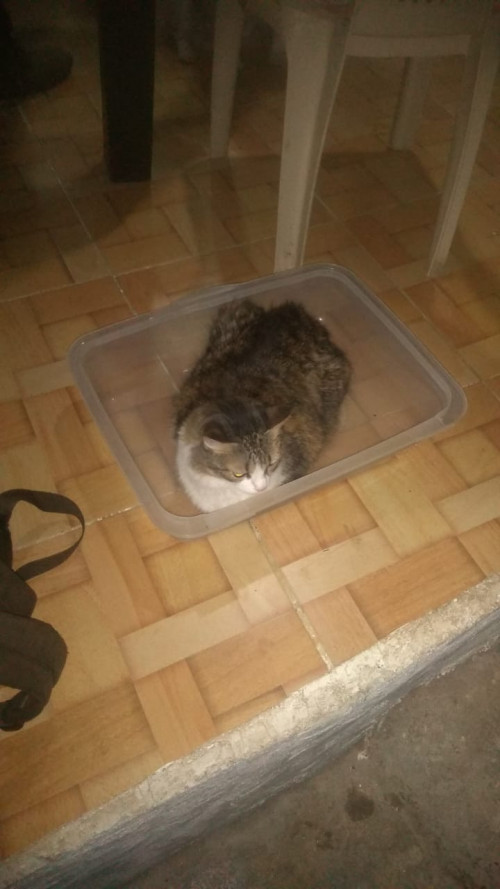 Pimienta