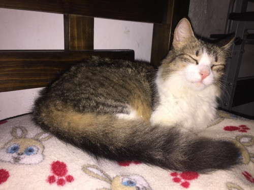 Pimienta