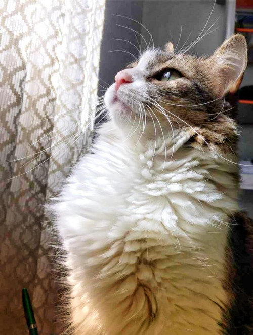 Pimienta