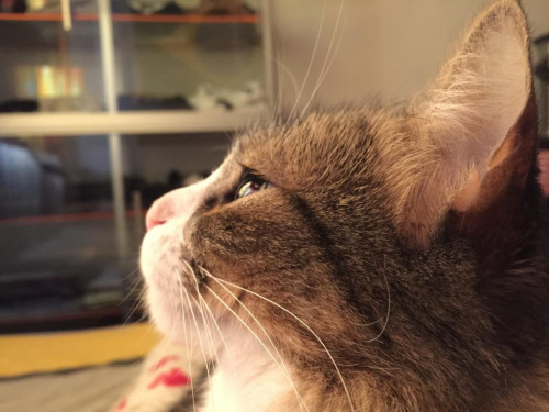 Pimienta
