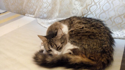 Pimienta