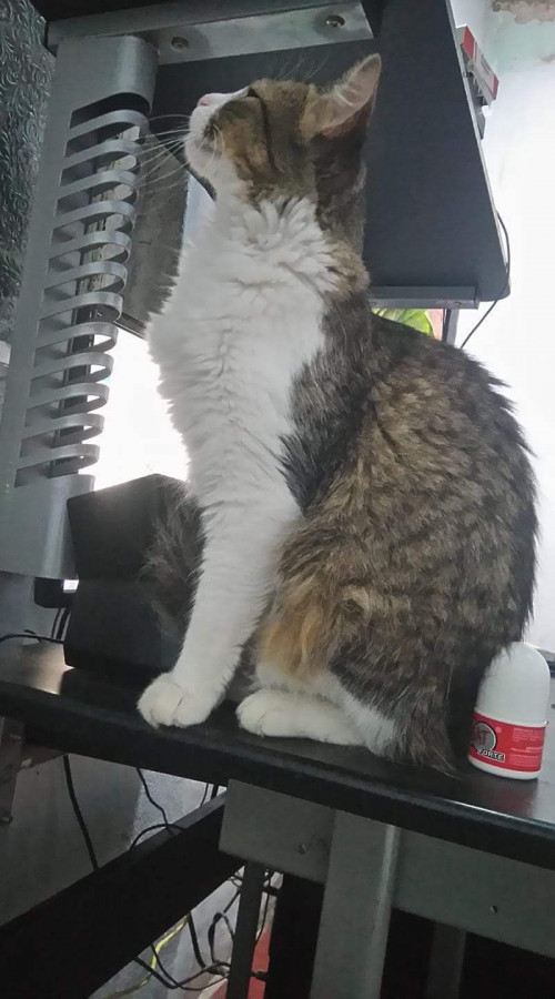 Pimienta