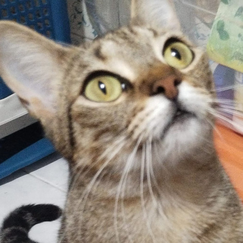 Lupita