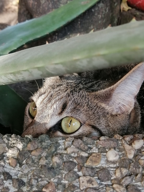 Lupita