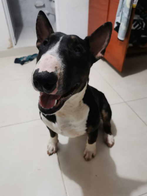 Anubis
