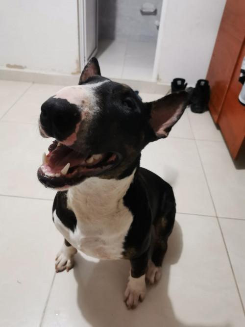 Anubis