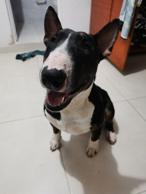 Anubis