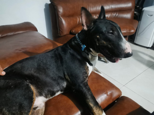 Anubis