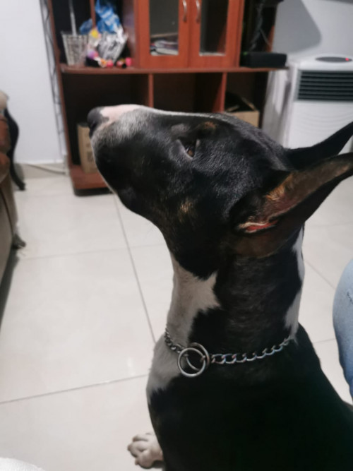 Anubis