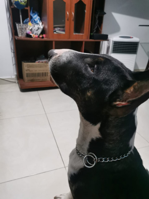 Anubis