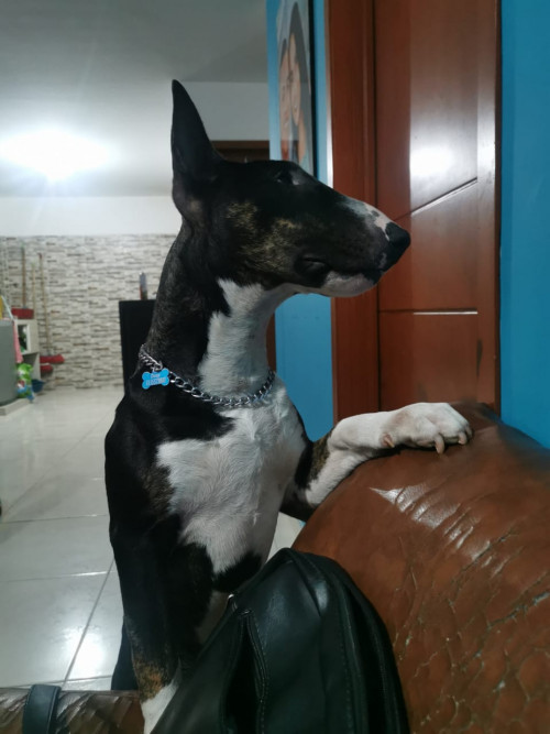 Anubis
