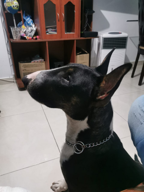 Anubis