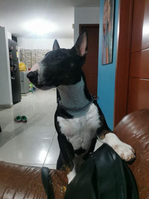Anubis