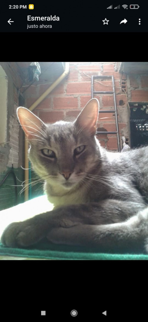 Simón