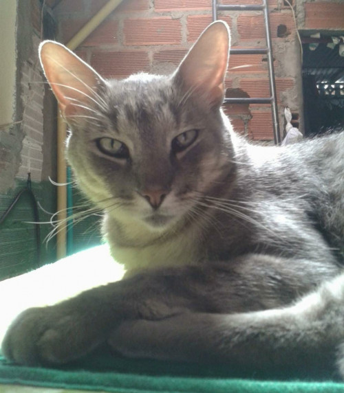Simón