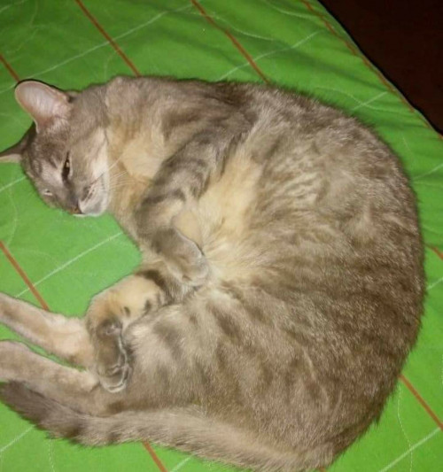 Simón