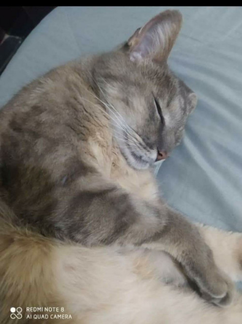 Simón