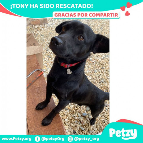 Foto de mascota Tony