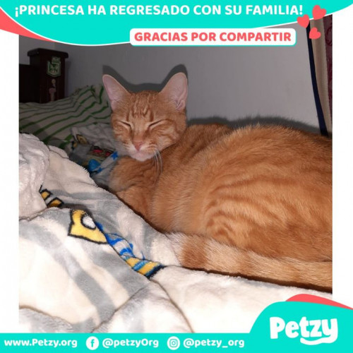 Foto de mascota Princesa
