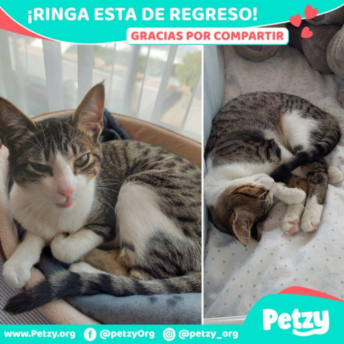 Foto de mascota Ringa