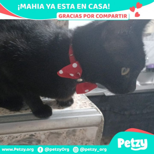 Foto de mascota Mahia