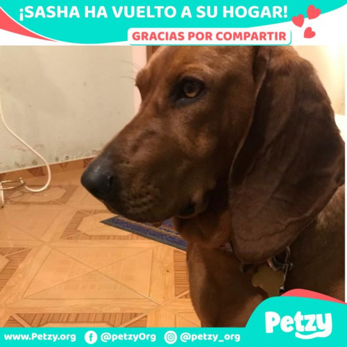 Foto de mascota Sasha
