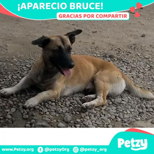 Foto de mascota Bruce