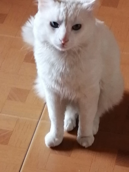 Karim