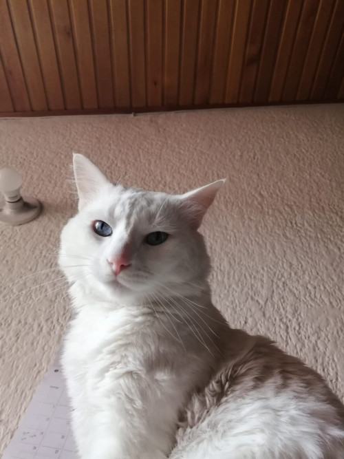Karim