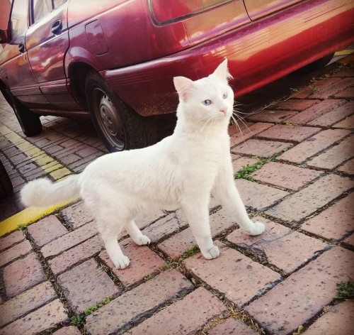 Karim