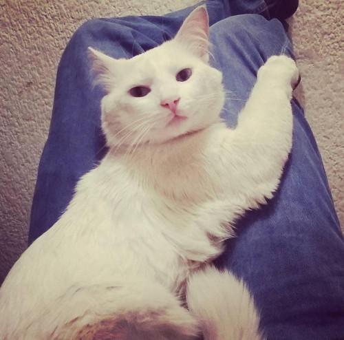Karim