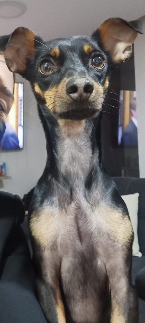 Muñeco