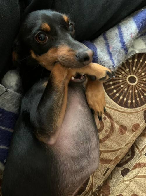 Muñeco