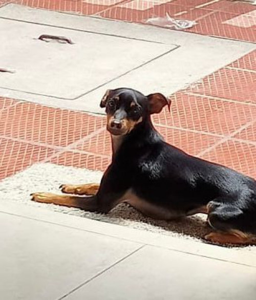 Muñeco