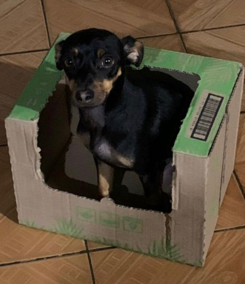 Muñeco