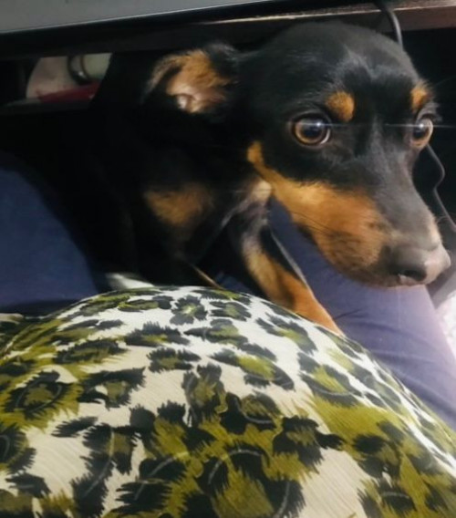 Muñeco