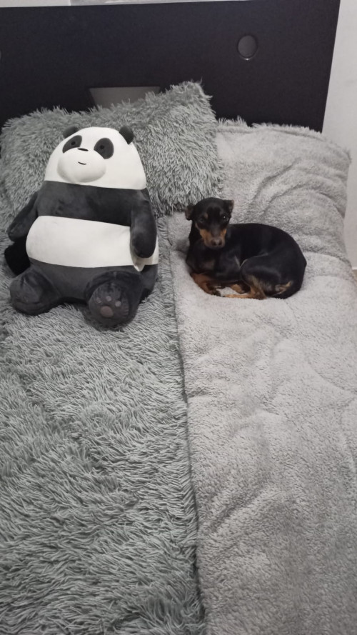 Muñeco