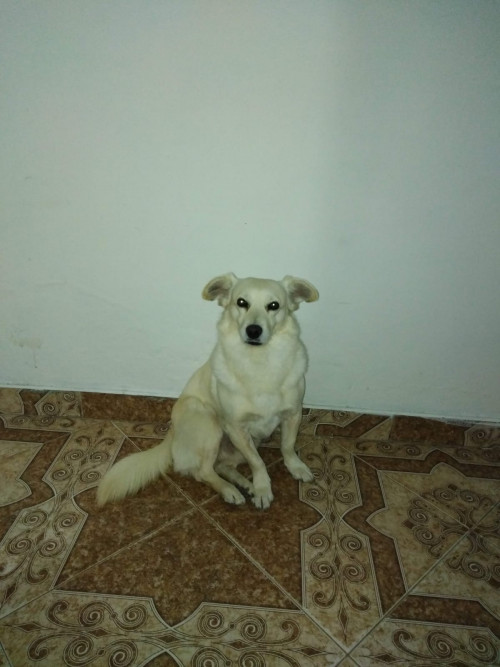 Copo