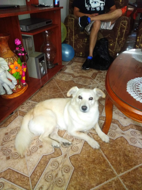 Copo