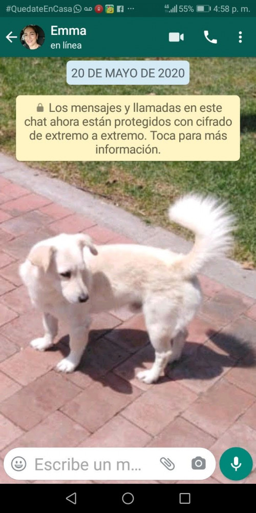 Copo