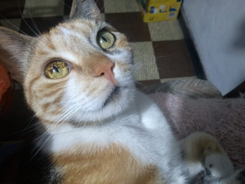 Iris