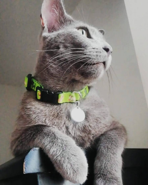 Sheldon