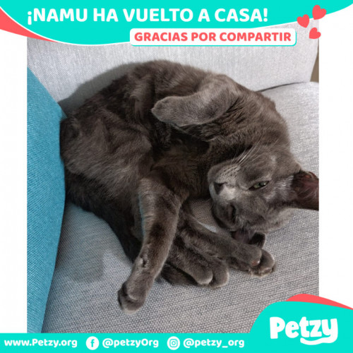 Foto de mascota Namu