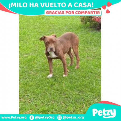 Foto de mascota Milo