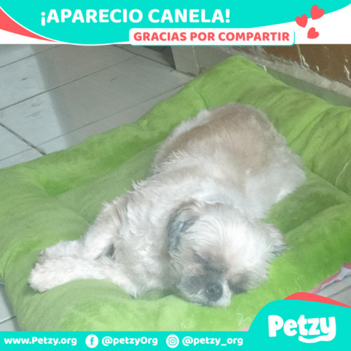 Foto de mascota Canela