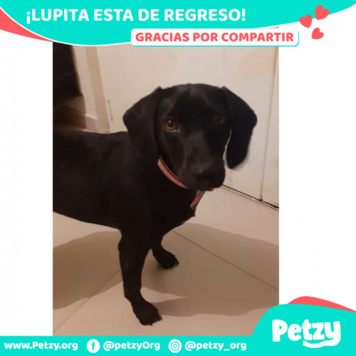 Foto de mascota Lupita